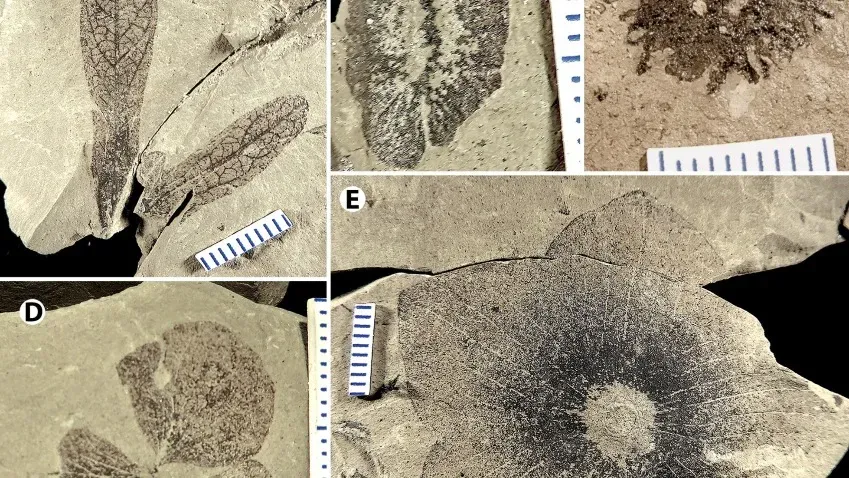 Палеоботаник написал историю растений горы Бернаби, существовавших 40 млн лет назад