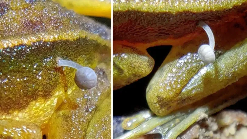 Индийские ученые впервые нашли гриб, растущий на лягушке