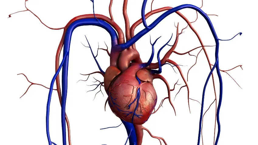 NEJM: Испанские кардиологи успешно протестировали первое лекарство от амилоидоза сердца