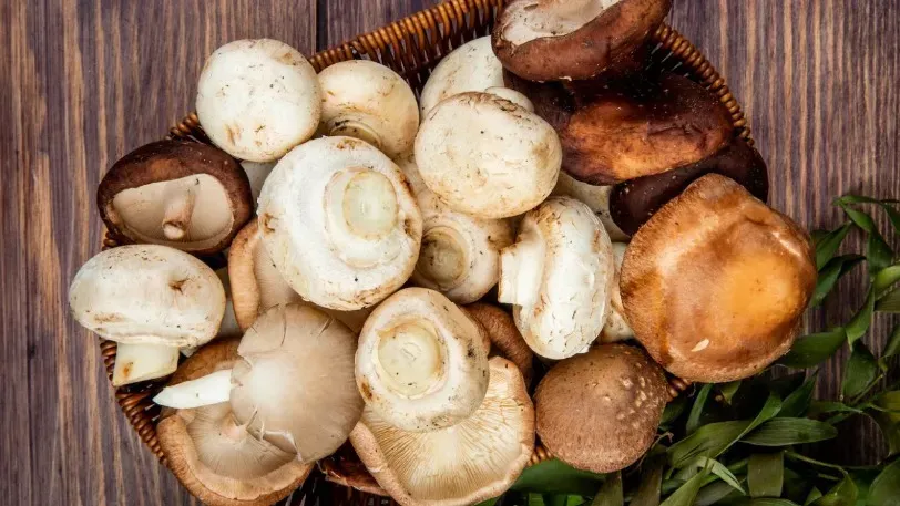 Диетологи обнаружили, что грибы обладают потенциалом для защиты мозга от старения
