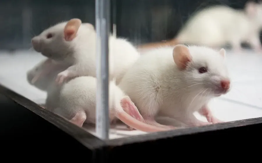 Ученые научились возвращать память мышам при потенциальной деменции