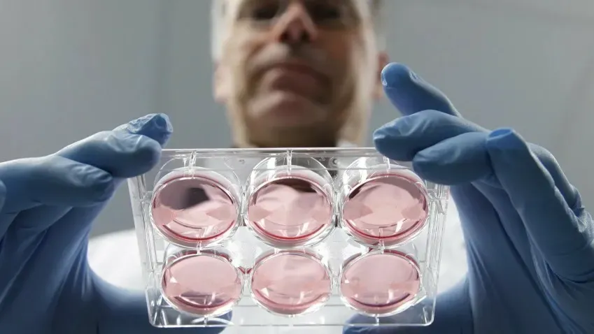 Ученые произвели прорыв в создании человеческих эмбрионов из стволовых клеток