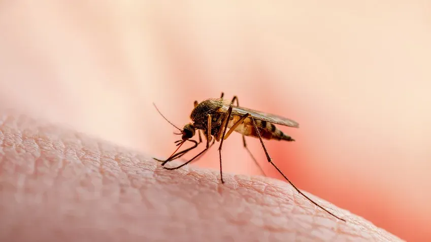 Ученые выпустили модифицированных комаров в Колумбии, чтобы снизить заболеваемость денге