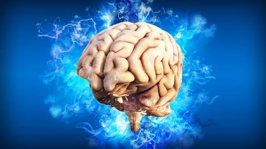 Nature: Новый тип клеток памяти был обнаружен учеными в мозге человека