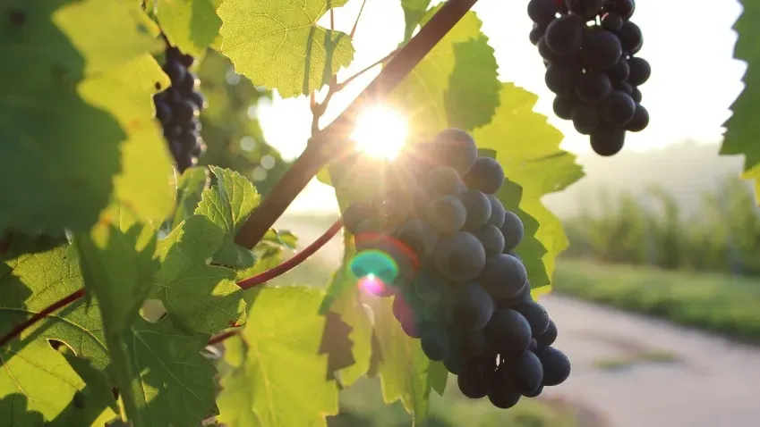 Ученые рассказали о способности косточек и кожуры винограда замедлить старение