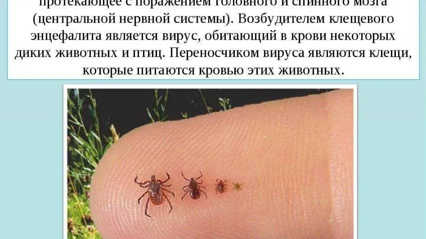 Вызванный укусом клеща загадочная болезнь угрожает сотням тысяч людей