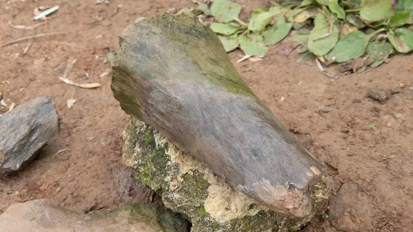В Нижегородской области 8-летняя девочка нашла древние кости мамонта и бизона