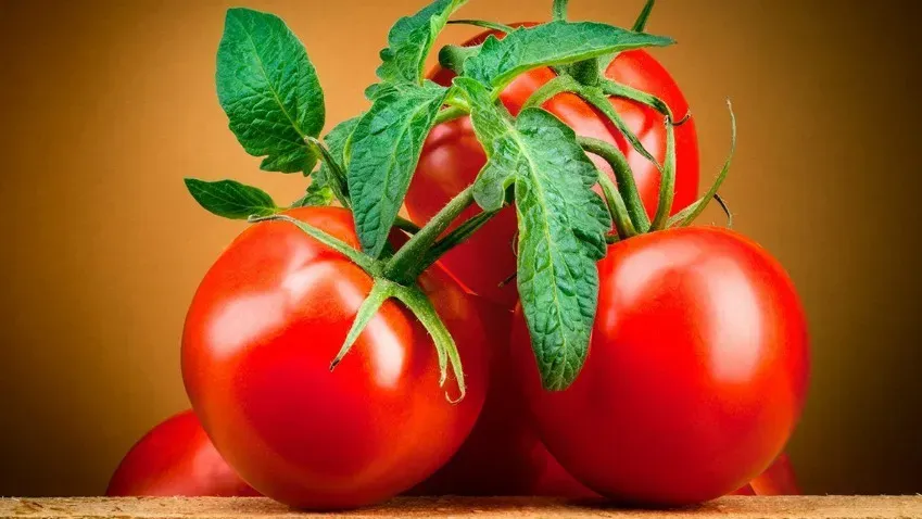 ИноСМИ рассказали о полезных свойствах томатов