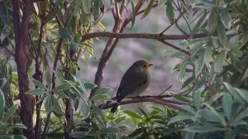 Из-за роста кофейных плантаций лесным птицам не хватает гусениц