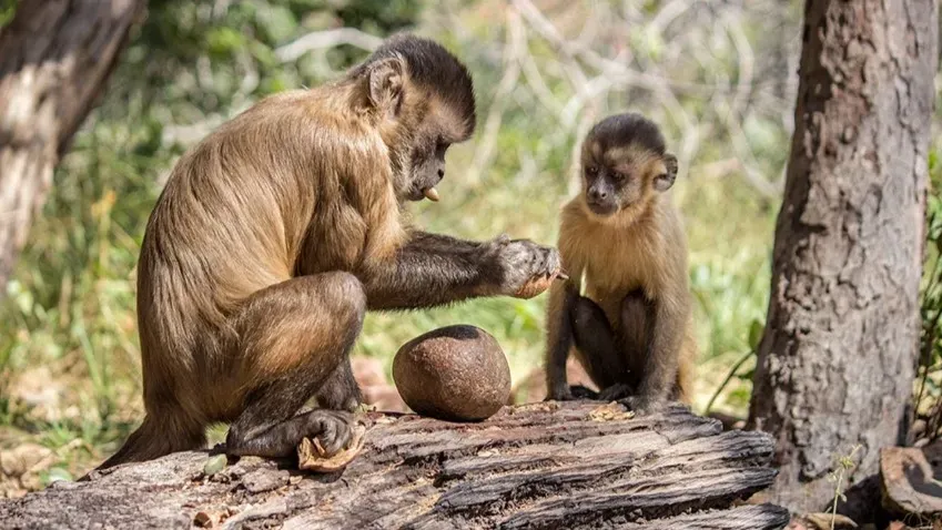 Археологи Аргентины заявили, что древние «человеческие» орудия труда в Америке создали обезьяны