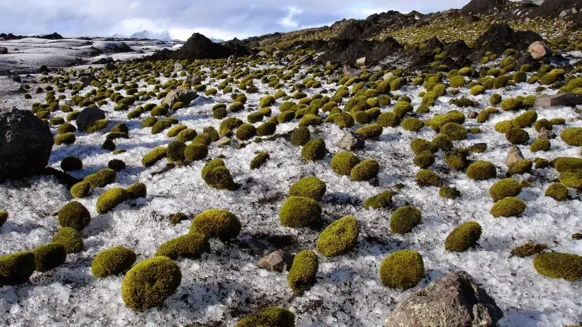 Ecopravda: Исследование тайн выживаемости загадочных "ледниковых мышей" в Исландии