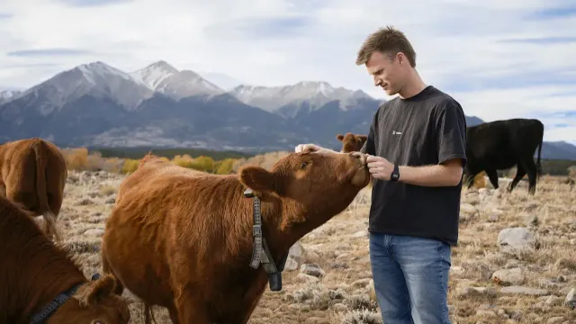 Стартап Halter создает умные ошейники для управления стадом