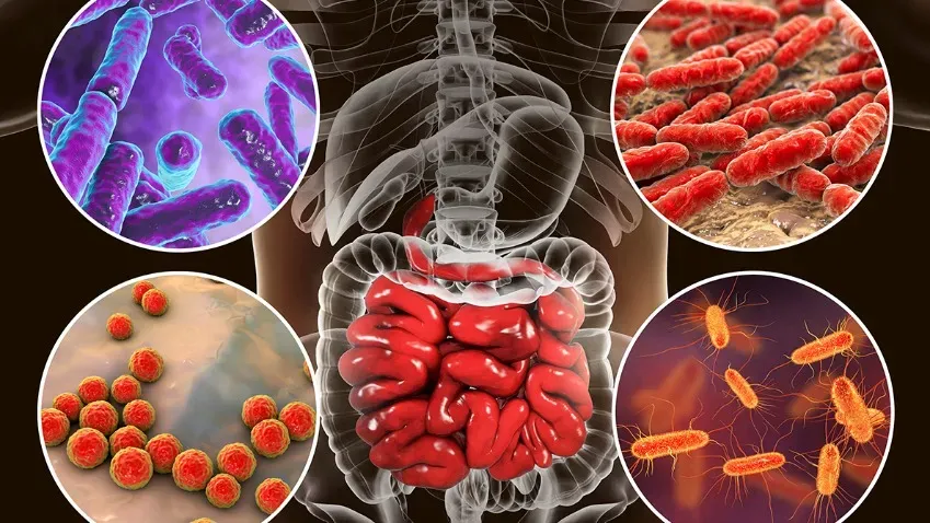 CHMicrobe: ученые США определили, что кишечные бактерии предотвратили закупорку артерий