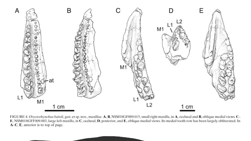 Diversity: Найденный в Вайоминге новый вид ринхозавра идентифицировали по 12 зубам