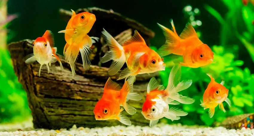 Учёные доказали, что у золотых рыбок отличная память на расстояние