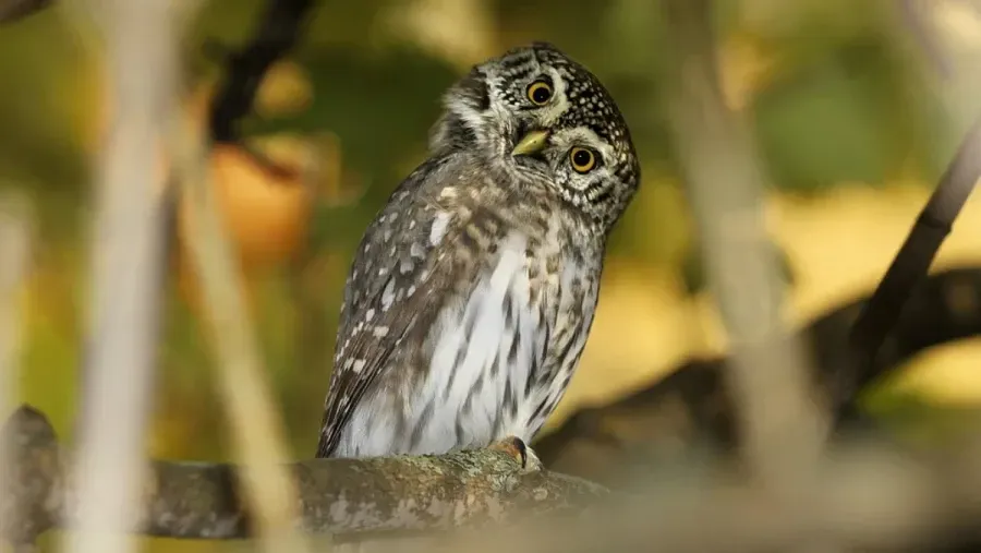 Фото: mirbiologiya.ru