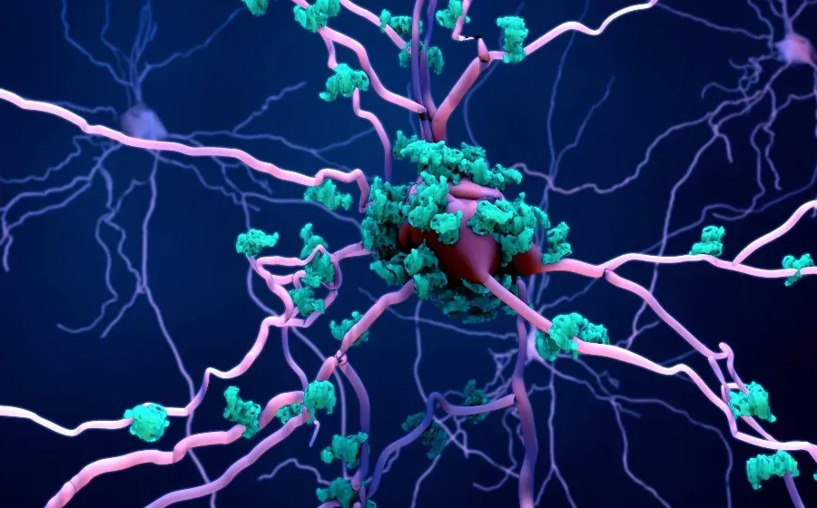Чувствительные к боли нейроны кишечника играют противовоспалительную роль