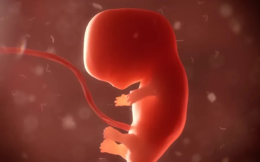 Учёные научились выращивать эмбрионы из стволовых клеток