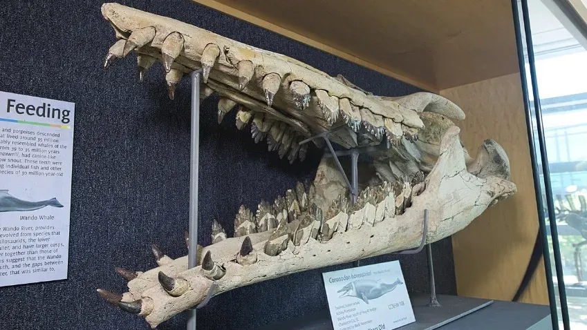 Палеонтологи открыли новые виды олигоценового зубатого кита Coronodon возрастом 30 млн лет