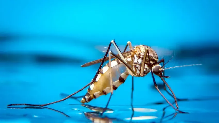 Ученые намылили комаров до смерти