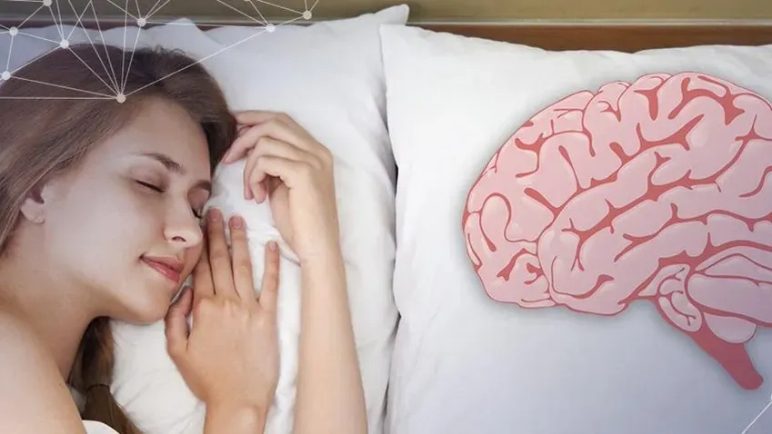 6,5 часов сна достаточно для нормальной работы головного мозга