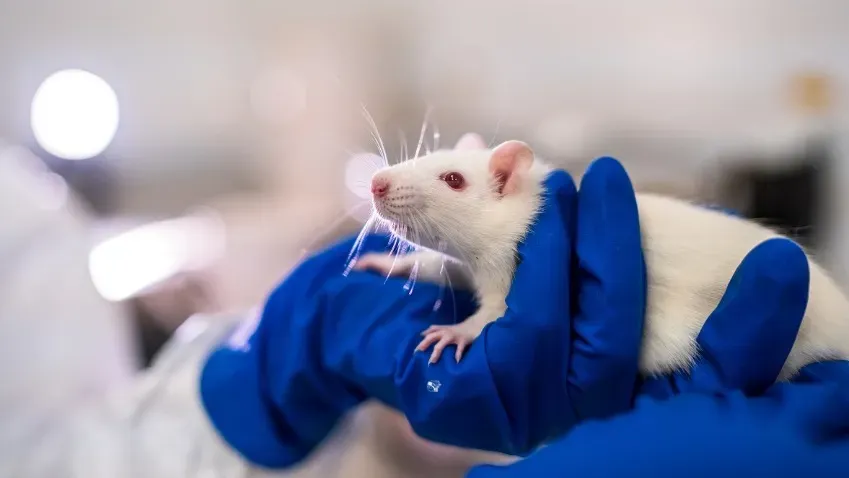 Science Advances: стало возможно останавливать дисфункциолизацию CD4+ T-клеток при рассеянном...