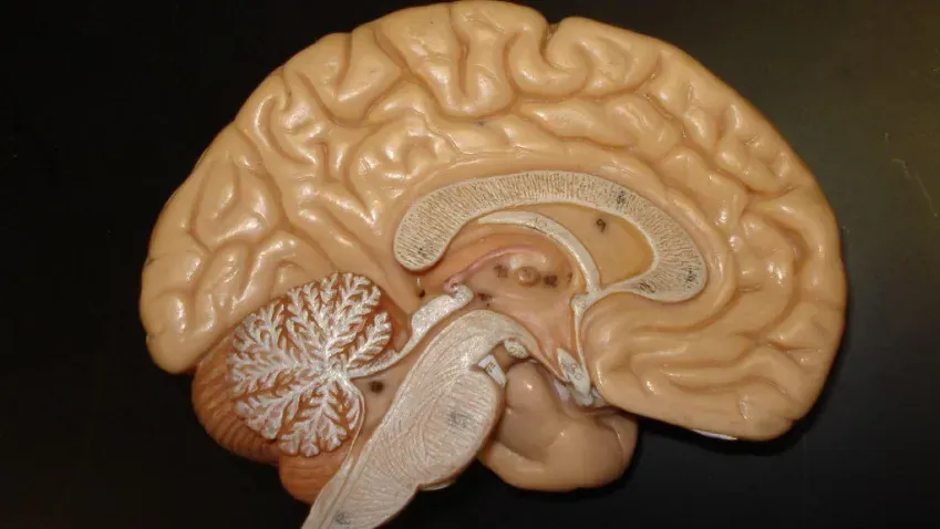 Ученые обнаружили неизвестные резервы головного мозга