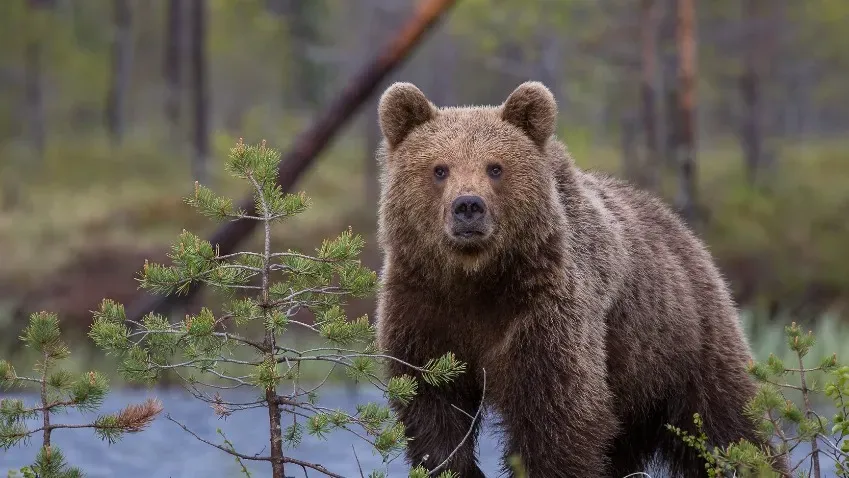 Сибирские ученые рассказали, почему бурые медведи впадают в спячку