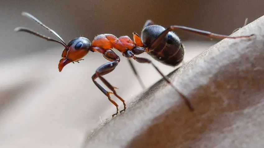 В Великобритании бьют тревогу из-за электрических муравьёв из Узбекистана