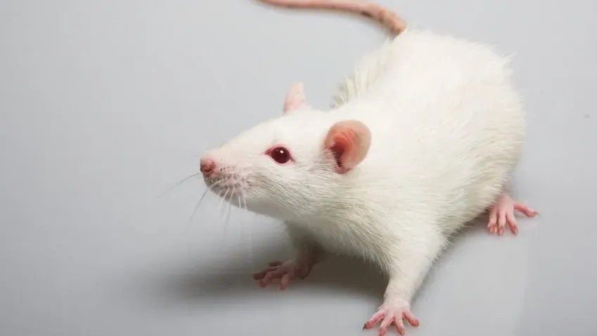 Ученые создали первую гуманизированную модель мыши для изучения редких генетических заболеваний