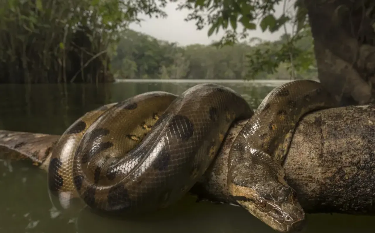 Branco quer negro: especial: anaconda