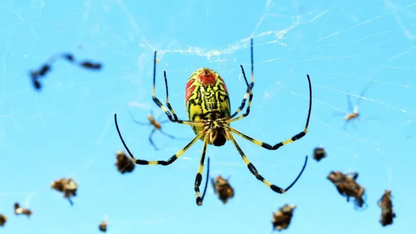 Биологи обнаружили, что пауки Джоро проявляют высокую степень застенчивости