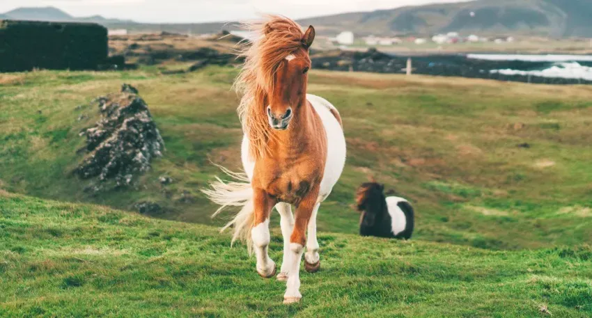 Исландские лошади научились отвечать на электронные письма