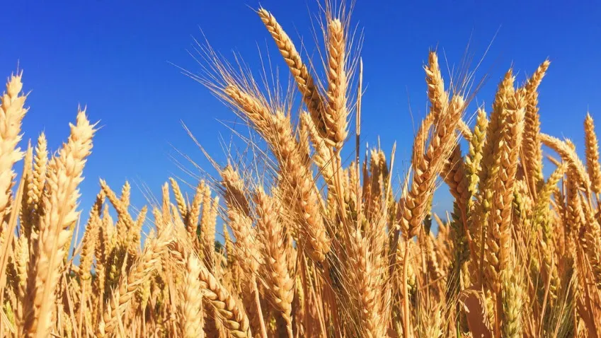 Российские ученые создали биоразлагаемый полимерный ускоритель роста пшеницы