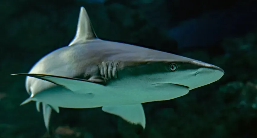 PLOS One: биологи заметили, что тунцы чешутся об акул, чтобы избавиться от паразитов