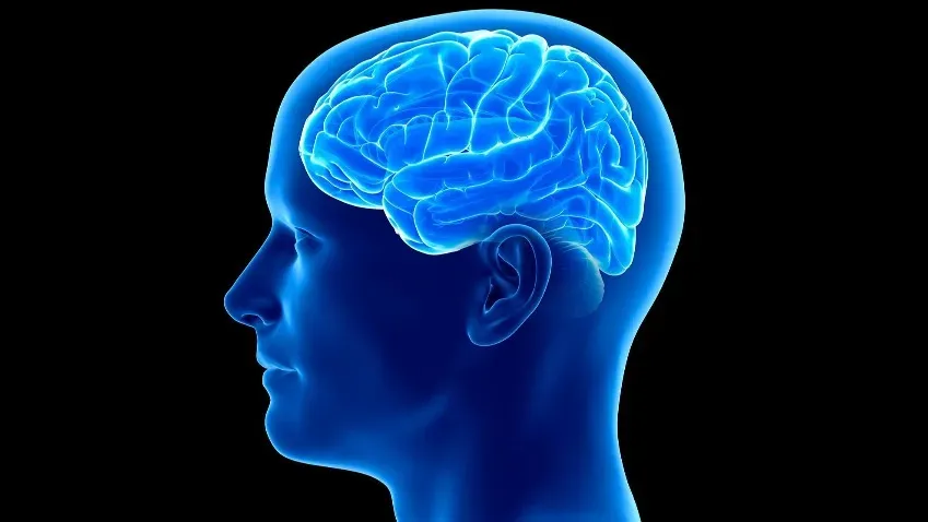 Nature: Форма мозга влияет на то, как мы думаем и чувствуем