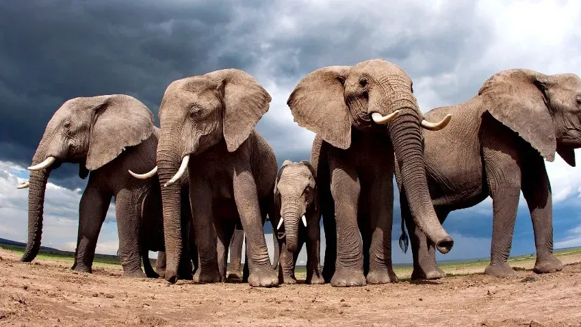 NEE: Слоны обращаются друг к другу по именам