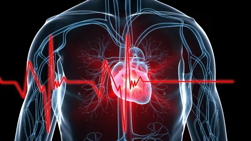 Ученые из НМИЦ Новосибирска нашли способ сохранять донорское сердце рекордные 6 часов