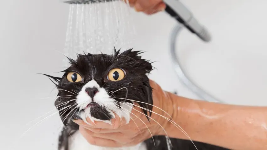 Названы причины боязни воды у кошек