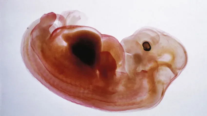 Китайские биологи создали эмбрион-химеру свиньи и человека