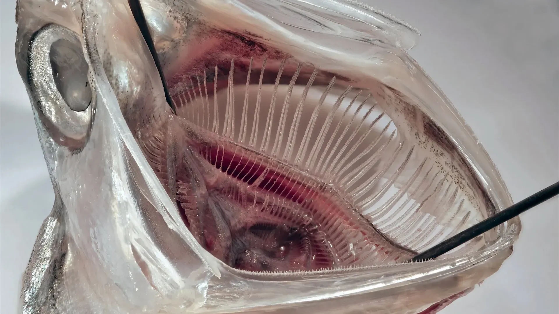 Устройство для стиральных машин превращает собранный микропластик в гранулы