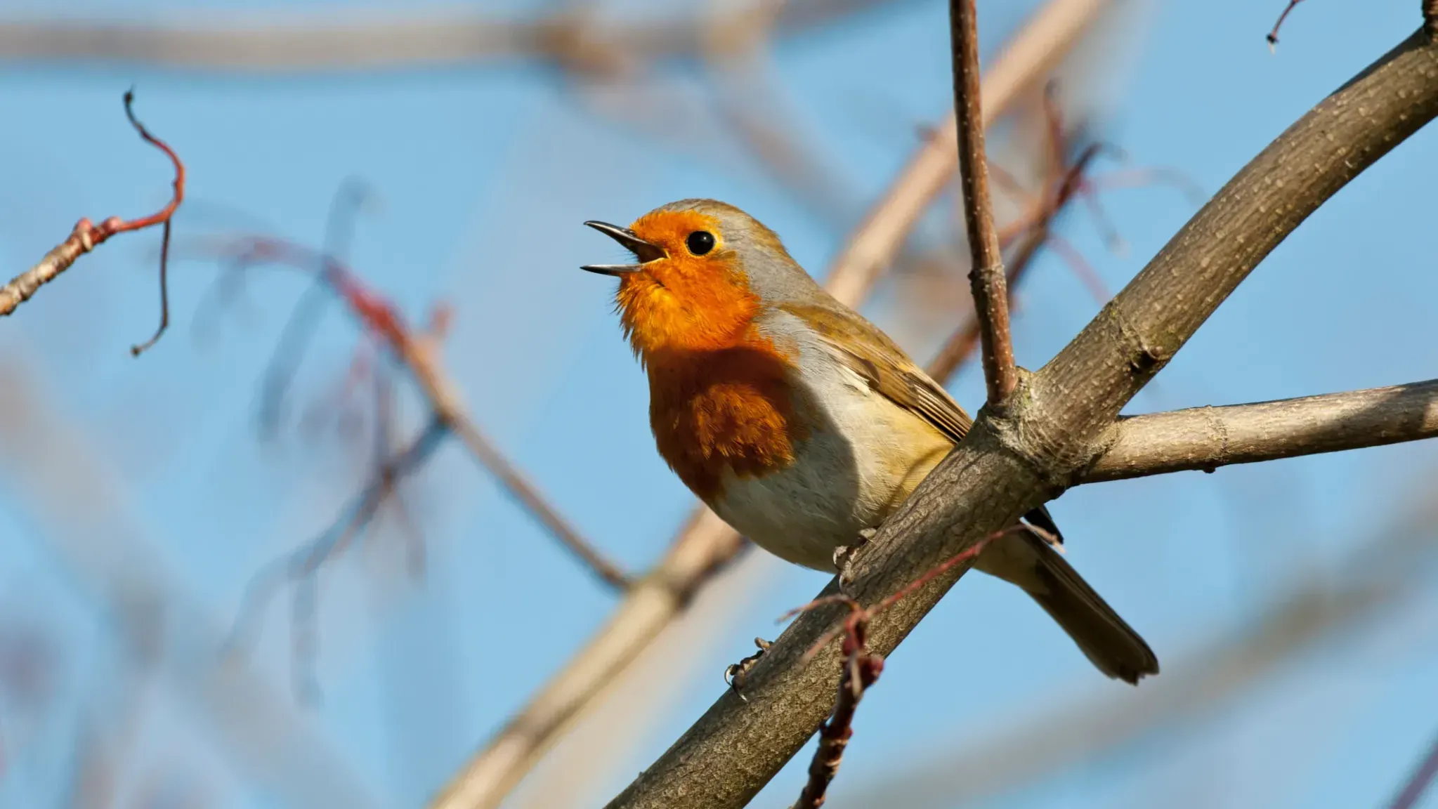 Google добавил свою голосовую модель Chirp 3 на ИИ-платформу Vertex