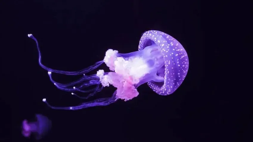 Робот, похожий на медузу, может аккуратно удалять океанские отходы