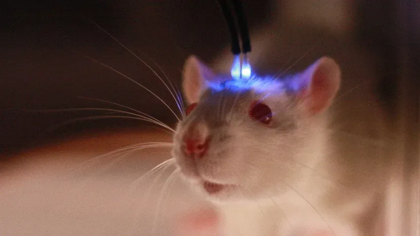 Новое исследование на мышах бросает вызов теории причины болезни Альцгеймера