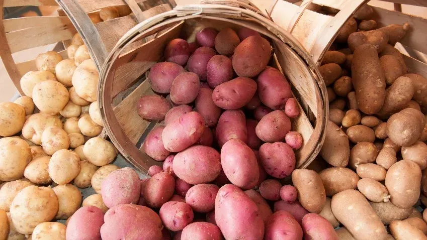 Daily Mail: Эксперты рассказали, как нужно хранить картофель без риска заболеть раком