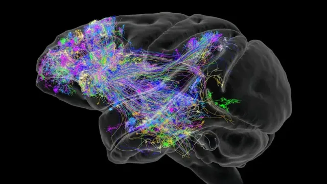 ИИ CellTransformer выявил ранее неизвестные зоны мозга мыши