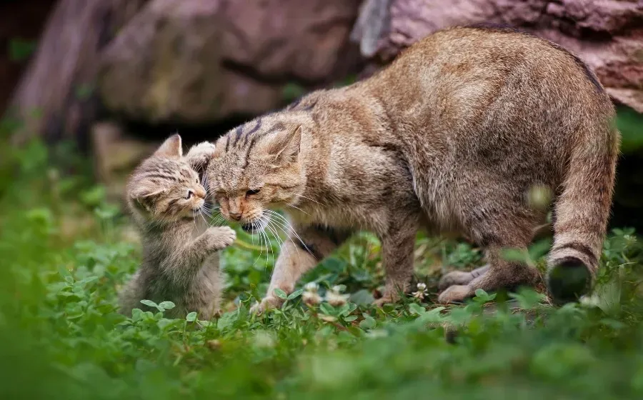 Nature: кошачья генетика поможет определить первое в истории одомашнивания кошек