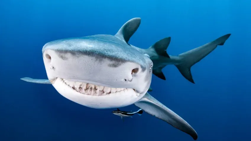 В 29.ru проинформировали о действиях при нападении акулы