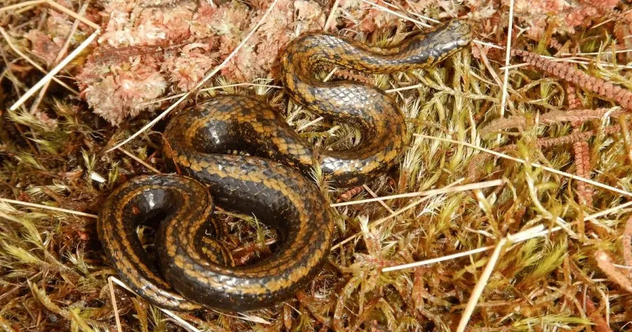 Фото: salamandra-journal.com