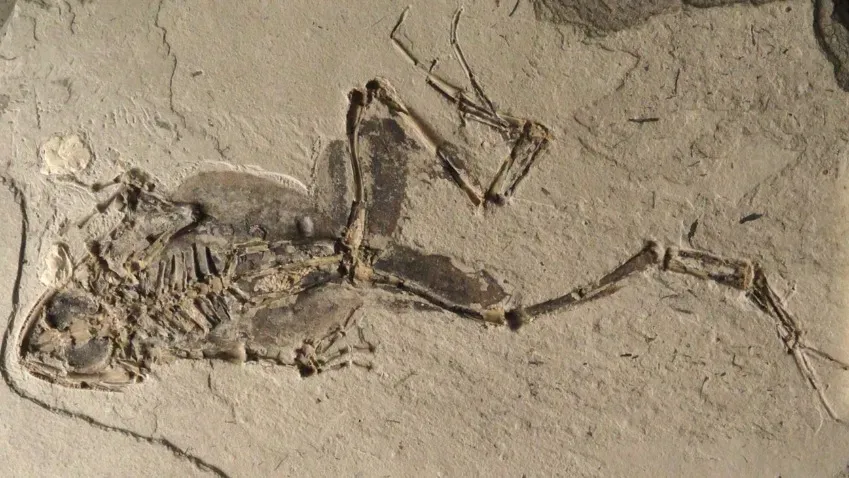 Палеонтологи Аргентины открыли новый вид лягушек, которые жили во времена динозавров